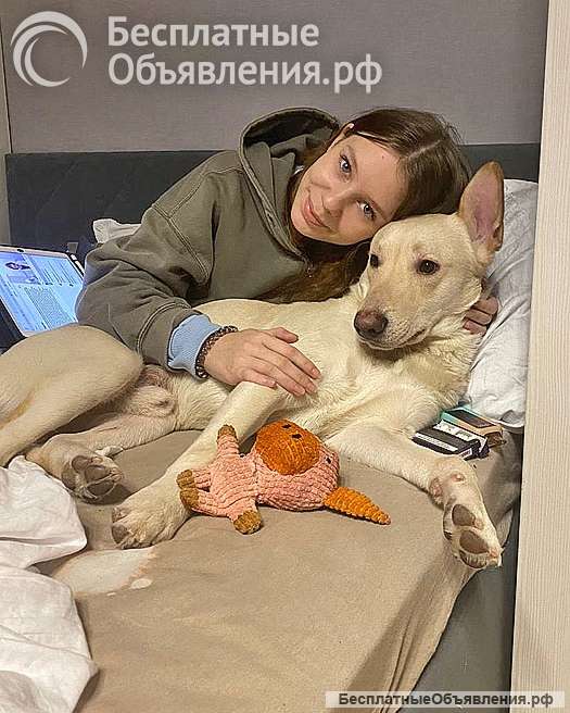 Замечательный семейный пес Арчибальд, метис лабрадора в добрые руки