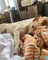 Замечательный семейный пес Арчибальд, метис лабрадора в добрые руки