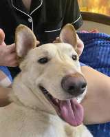 Замечательный семейный пес Арчибальд, метис лабрадора в добрые руки