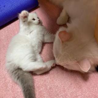 Ragdol kitten