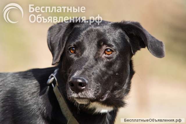 Красавица Бусинка ищет дом