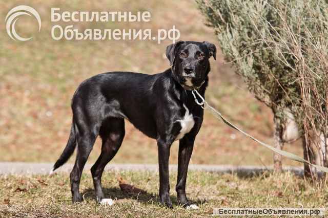 Красавица Бусинка ищет дом