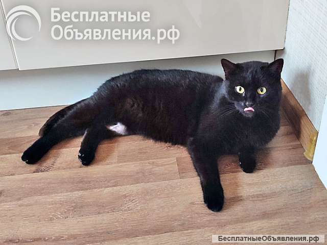 Надоевшая игрушка, ласковый молодой котик Васенька в добрые руки