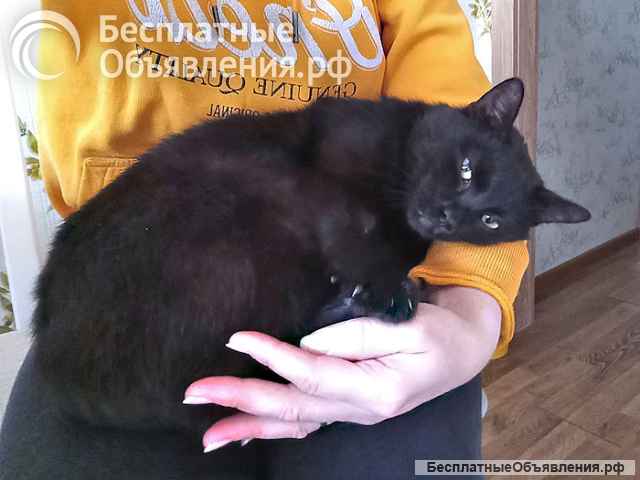 Надоевшая игрушка, ласковый молодой котик Васенька в добрые руки