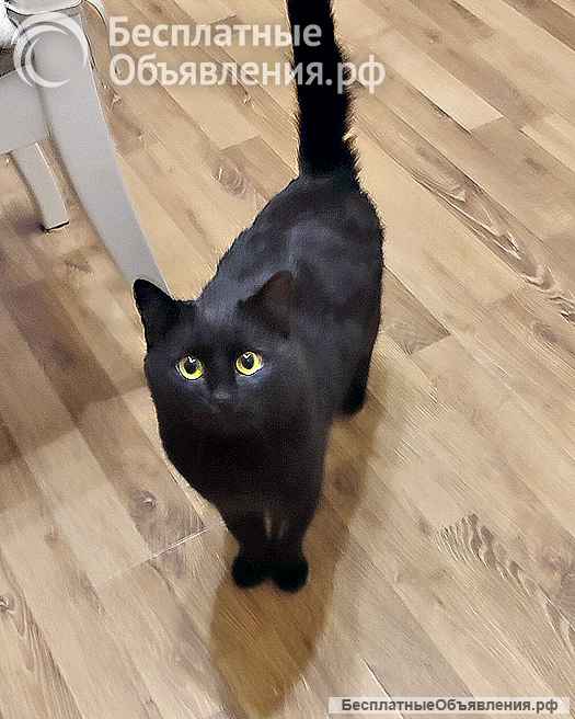 Надоевшая игрушка, ласковый молодой котик Васенька в добрые руки