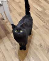 Надоевшая игрушка, ласковый молодой котик Васенька в добрые руки