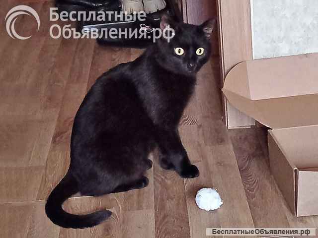 Надоевшая игрушка, ласковый молодой котик Васенька в добрые руки