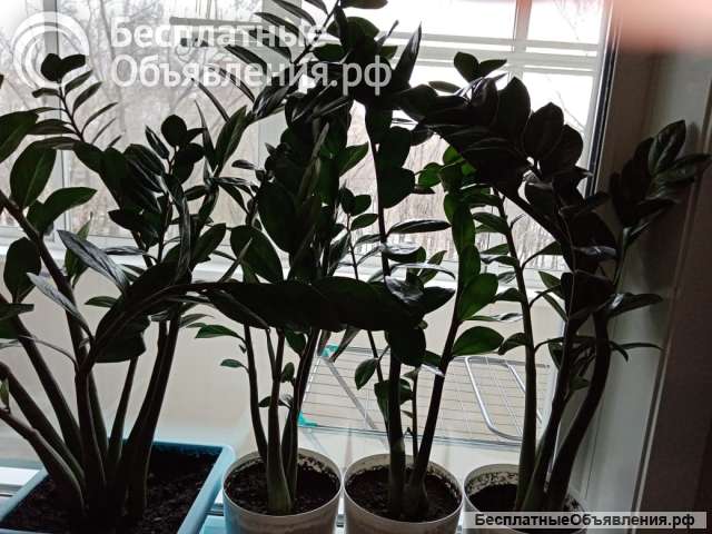 Замиокулькас (долларовое дерево)