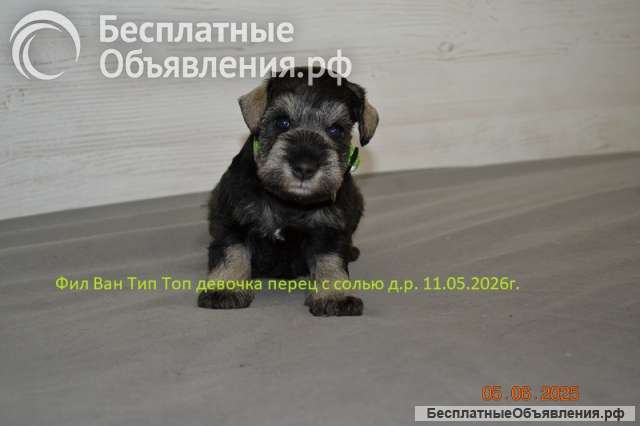 Цвергшнауцер девочки и мальчик продается