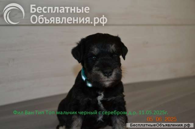 Цвергшнауцер девочки и мальчик продается