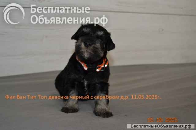 Цвергшнауцер девочки и мальчик продается