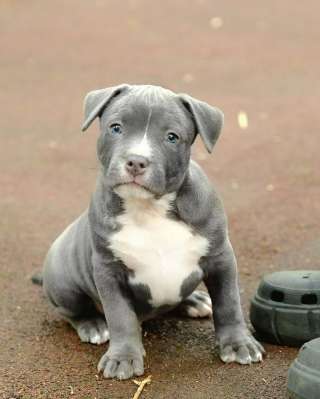 Голубые малыши Амстаффтерьера ркф бронь