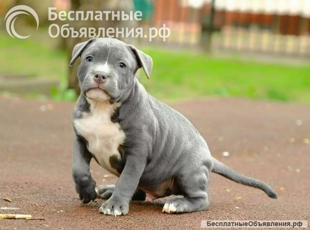 Голубые малыши Амстаффтерьера ркф бронь