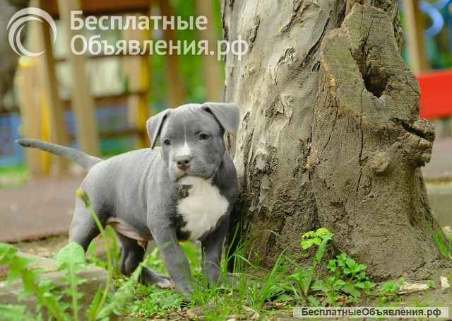 Голубые малыши Амстаффтерьера ркф бронь