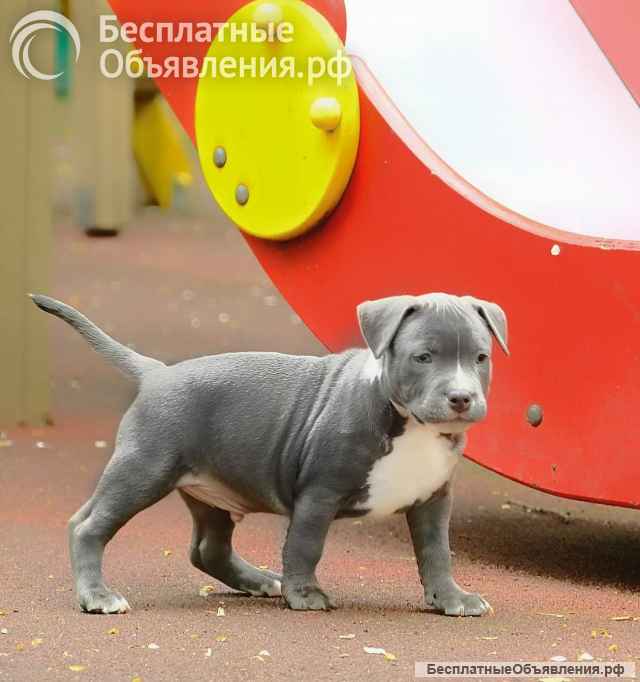 Голубые малыши Амстаффтерьера ркф бронь