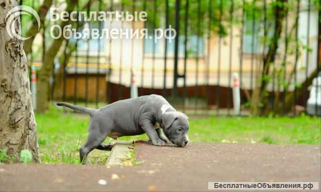 Голубые малыши Амстаффтерьера ркф бронь