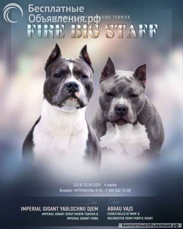 Голубые малыши Амстаффтерьера ркф бронь