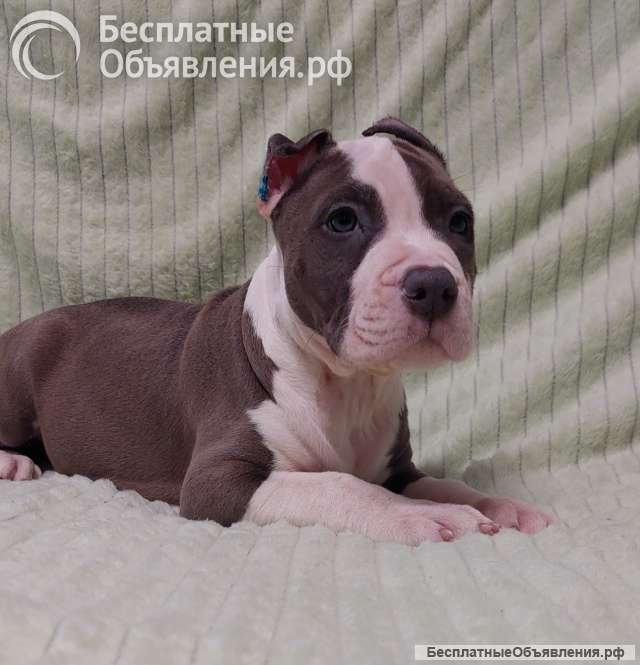 Шикарный голубой кобель Амстаффа ркф