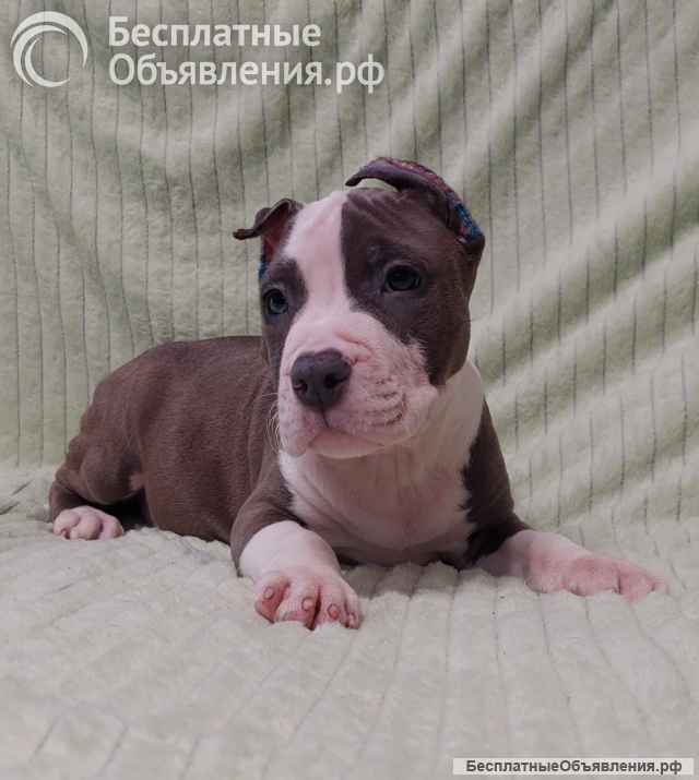 Шикарный голубой кобель Амстаффа ркф