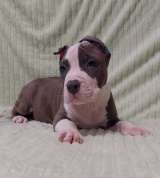 Шикарный голубой кобель Амстаффа ркф