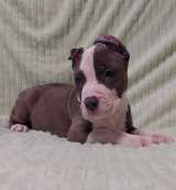 Шикарный голубой кобель Амстаффа ркф