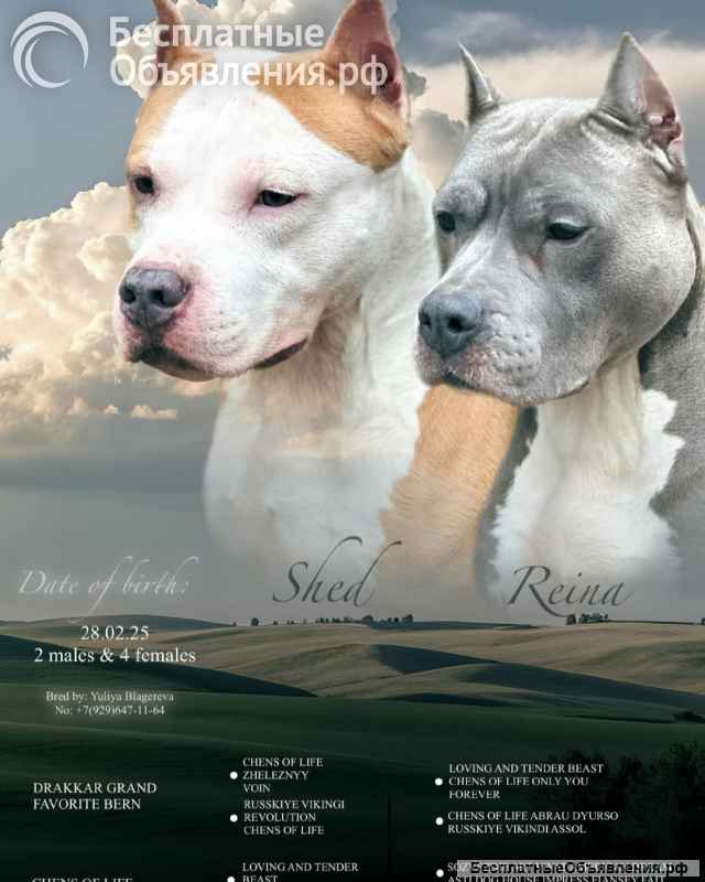 Шикарный голубой кобель Амстаффа ркф