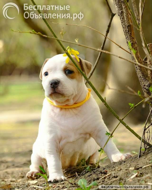 Чудесные девочки Амстаффтерьера ркф 2 месяца