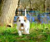 Чудесные девочки Амстаффтерьера ркф 2 месяца