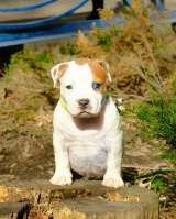 Чудесные девочки Амстаффтерьера ркф 2 месяца