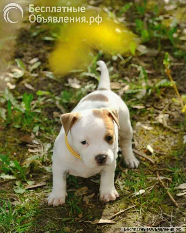 Чудесные девочки Амстаффтерьера ркф 2 месяца