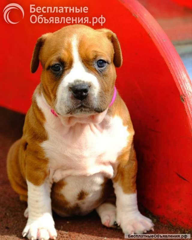 Красивые рыжие девочки Амстаффа 2 месяца ркф