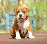 Красивые рыжие девочки Амстаффа 2 месяца ркф