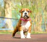 Красивые рыжие девочки Амстаффа 2 месяца ркф