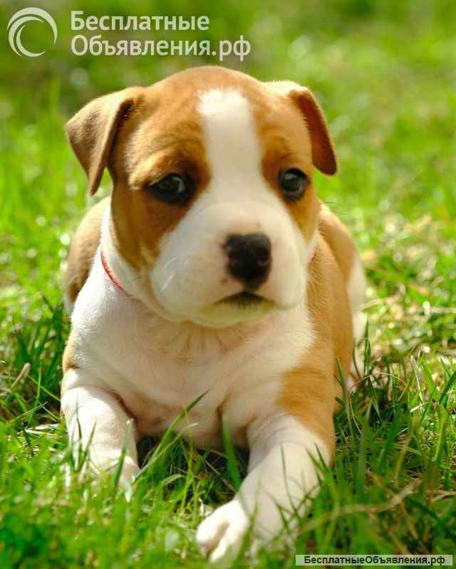 Красивые рыжие девочки Амстаффа 2 месяца ркф