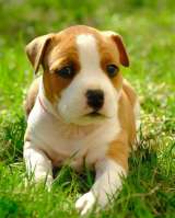 Красивые рыжие девочки Амстаффа 2 месяца ркф