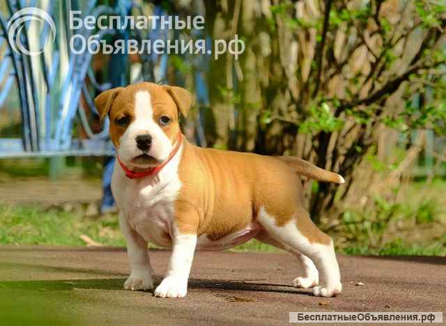 Красивые рыжие девочки Амстаффа 2 месяца ркф