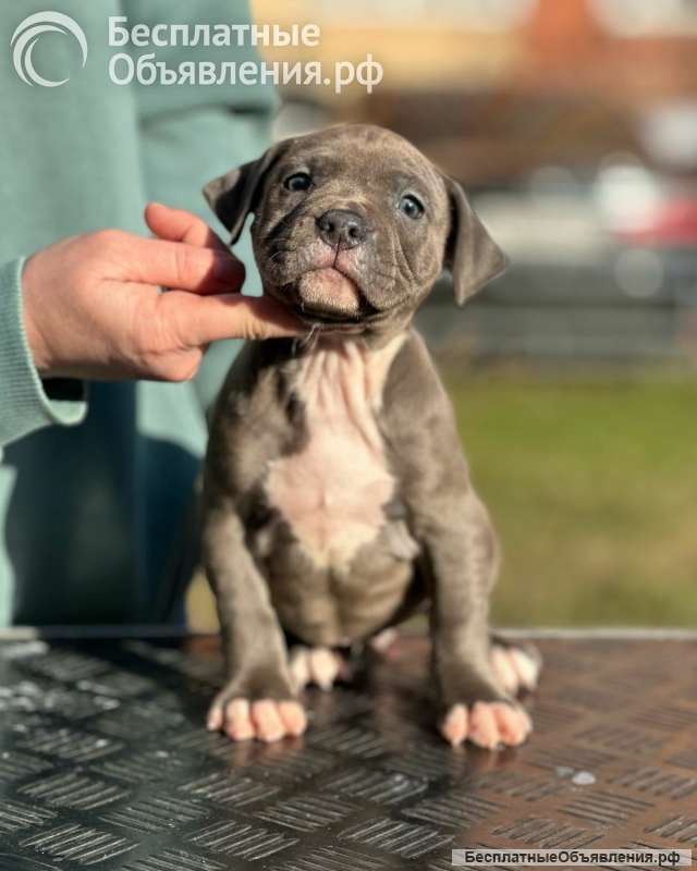 Красивая голубая девочка Амстаффтерьера ркф