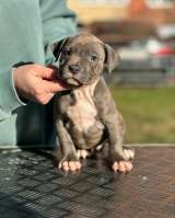 Красивая голубая девочка Амстаффтерьера ркф