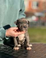 Красивая голубая девочка Амстаффтерьера ркф