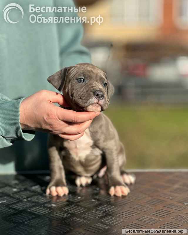 Красивая голубая девочка Амстаффтерьера ркф