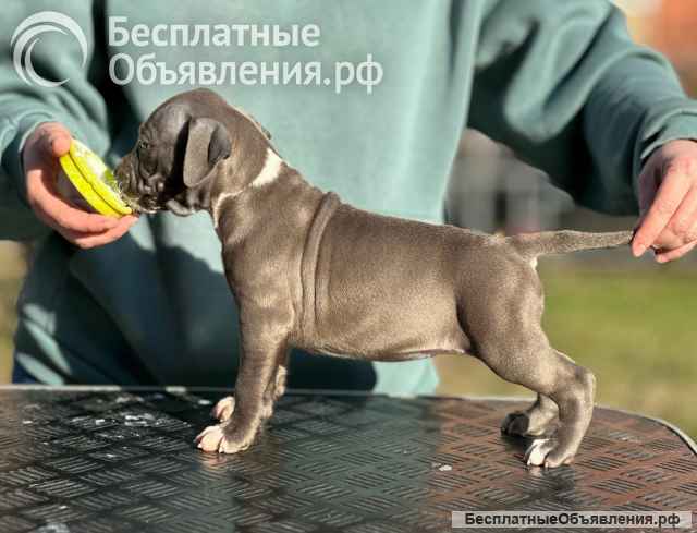 Красивая голубая девочка Амстаффтерьера ркф