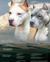 Красивая голубая девочка Амстаффтерьера ркф