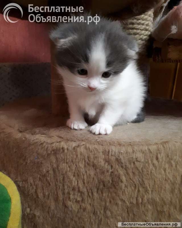 Котики котята вислоухие шотландские, две недели отроду