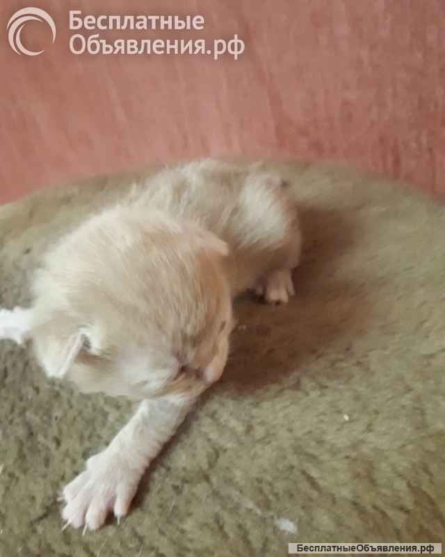 Котики котята вислоухие шотландские, две недели отроду