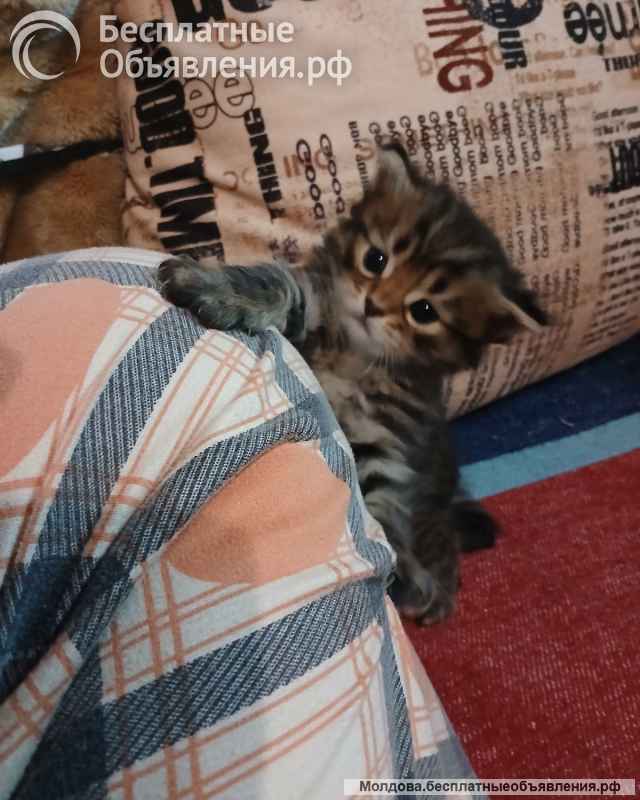 Котята