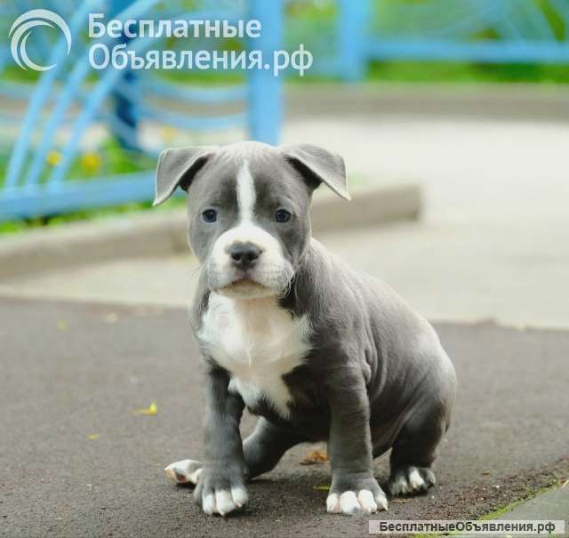 Милый голубой мальчик Амстаффтерьера для души бронь