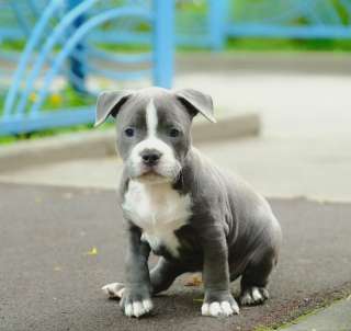 Милый голубой мальчик Амстаффтерьера для души бронь