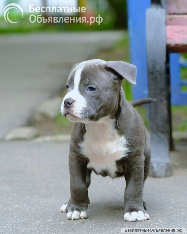 Милый голубой мальчик Амстаффтерьера для души бронь