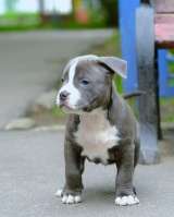 Милый голубой мальчик Амстаффтерьера для души бронь