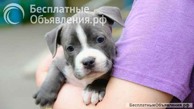 Милый голубой мальчик Амстаффтерьера для души бронь